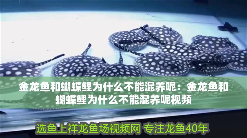 金龍魚和蝴蝶鯉為什么不能混養呢：金龍魚和蝴蝶鯉為什么不能混養呢視頻