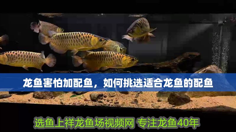 龍魚害怕加配魚，如何挑選適合龍魚的配魚 龍魚害怕加配魚，如何挑選適合龍魚的配魚 虎魚百科 第1張