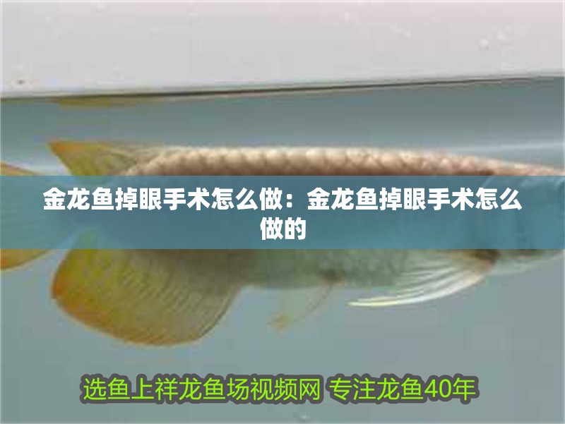 金龍魚掉眼手術(shù)怎么做：金龍魚掉眼手術(shù)怎么做的 金龍魚掉眼手術(shù)怎么做：金龍魚掉眼手術(shù)怎么做的 水族問答