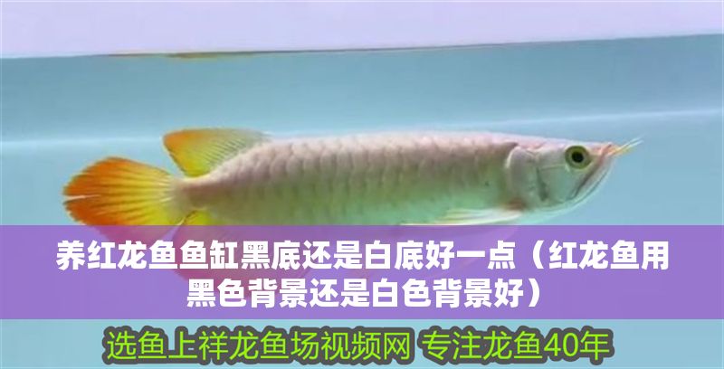 養(yǎng)紅龍魚魚缸黑底還是白底好一點（紅龍魚用黑色背景還是白色背景好）
