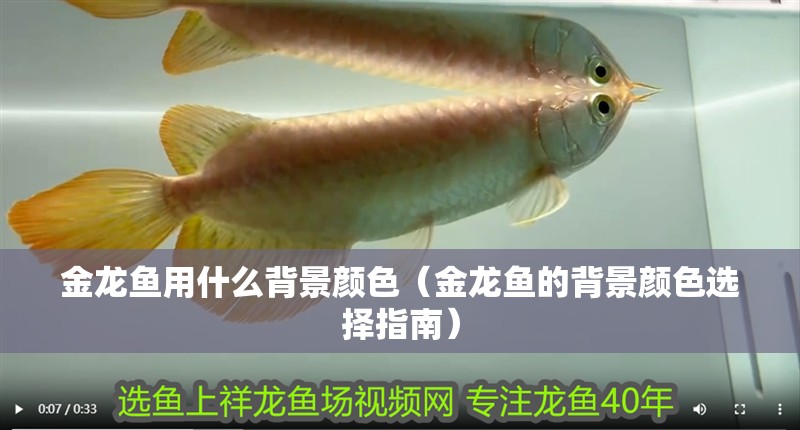 金龍魚用什么背景顏色（金龍魚的背景顏色選擇指南）