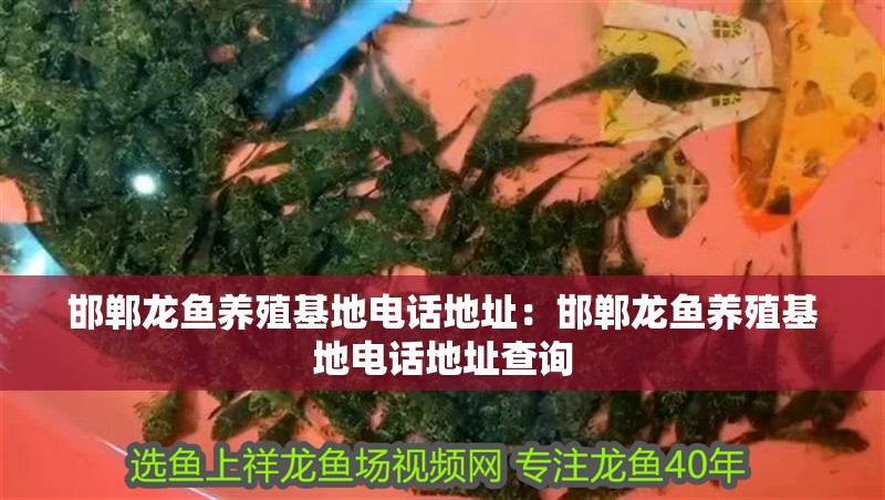 邯鄲龍魚養(yǎng)殖基地電話地址：邯鄲龍魚養(yǎng)殖基地電話地址查詢