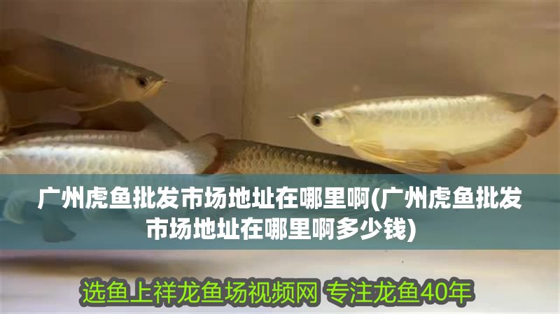 廣州虎魚批發(fā)市場地址在哪里啊(廣州虎魚批發(fā)市場地址在哪里啊多少錢)