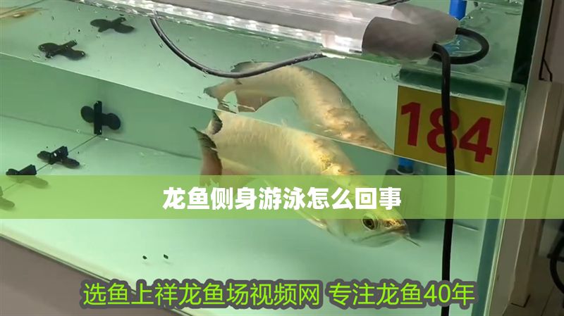 龍魚側身游泳怎么回事