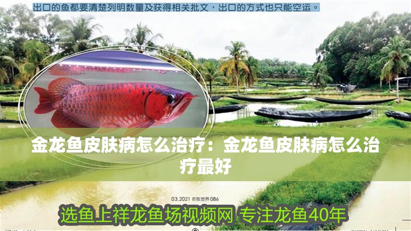 金龍魚皮膚病怎么治療：金龍魚皮膚病怎么治療最好