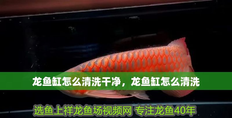 龍魚缸怎么清洗干凈，龍魚缸怎么清洗