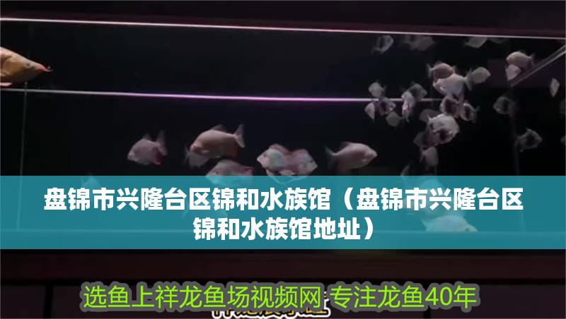 盤錦市興隆臺區錦和水族館（盤錦市興隆臺區錦和水族館地址） 盤錦市興隆臺區錦和水族館（盤錦市興隆臺區錦和水族館地址） 全國水族館企業名錄 第1張