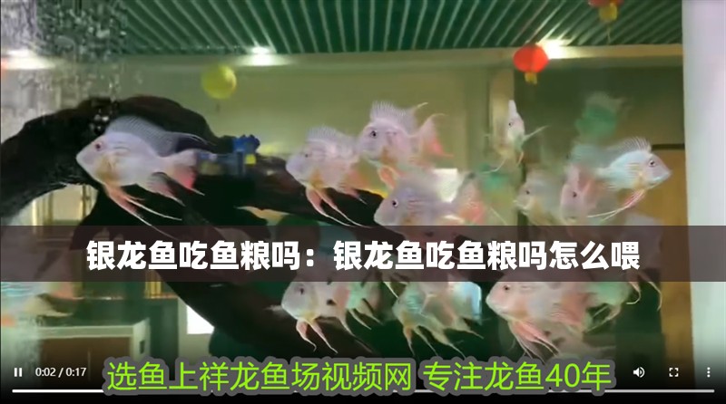 銀龍魚吃魚糧嗎：銀龍魚吃魚糧嗎怎么喂