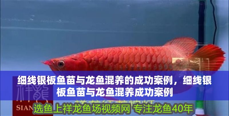 細線銀板魚苗與龍魚混養的成功案例，細線銀板魚苗與龍魚混養成功案例