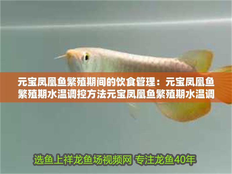 元寶鳳凰魚繁殖期間的飲食管理：元寶鳳凰魚繁殖期水溫調(diào)控方法元寶鳳凰魚繁殖期水溫調(diào)控方法