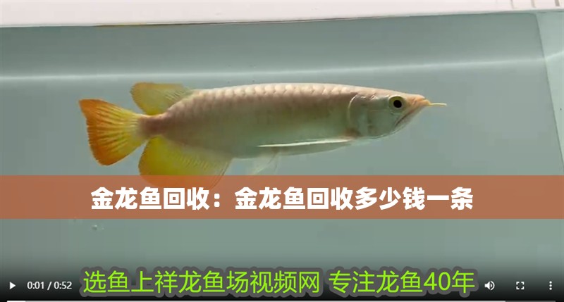 金龍魚回收：金龍魚回收多少錢一條