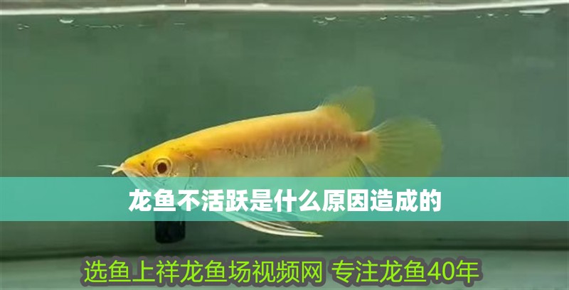 龍魚不活躍是什么原因造成的