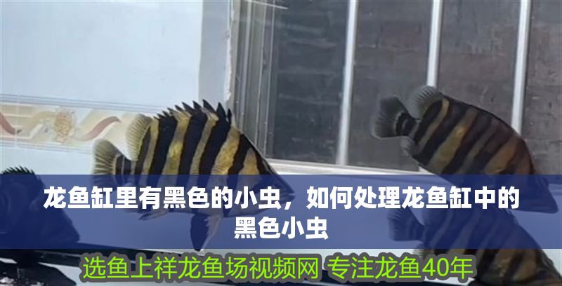 龍魚缸里有黑色的小蟲，如何處理龍魚缸中的黑色小蟲