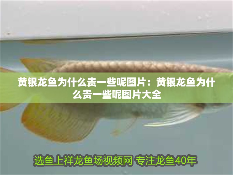黃銀龍魚為什么貴一些呢圖片：黃銀龍魚為什么貴一些呢圖片大全