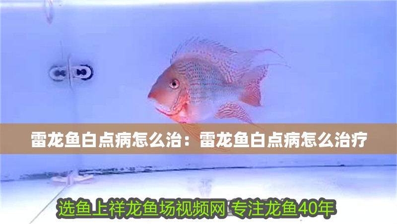 雷龍魚白點病怎么治：雷龍魚白點病怎么治療