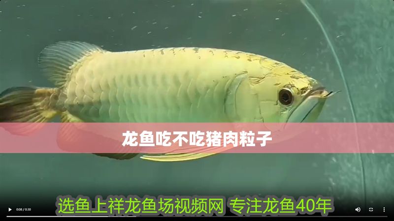 龍魚吃不吃豬肉粒子