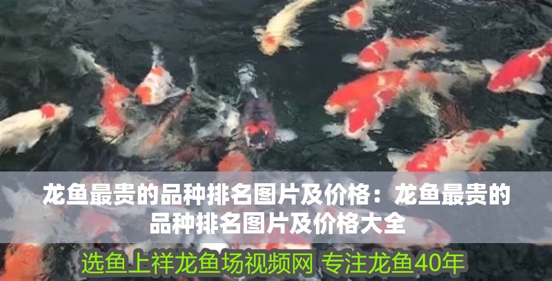 龍魚最貴的品種排名圖片及價格：龍魚最貴的品種排名圖片及價格大全