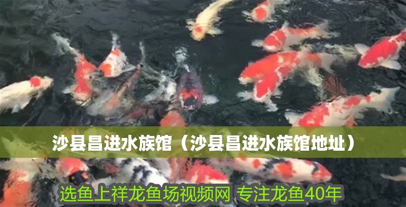沙縣昌進水族館（沙縣昌進水族館地址） 沙縣昌進水族館（沙縣昌進水族館地址） 全國水族館企業名錄 第1張