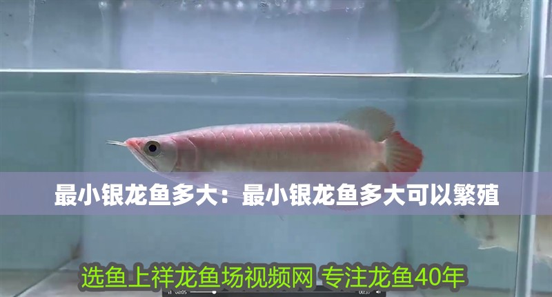 最小銀龍魚多大：最小銀龍魚多大可以繁殖