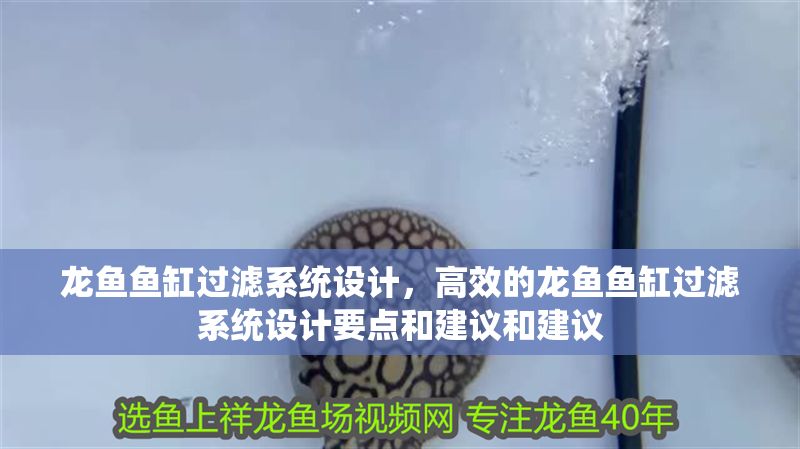 龍魚魚缸過濾系統設計，高效的龍魚魚缸過濾系統設計要點和建議和建議