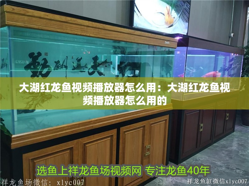 大湖紅龍魚視頻播放器怎么用：大湖紅龍魚視頻播放器怎么用的