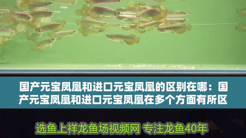 詳細(xì)閱讀:國(guó)產(chǎn)元寶鳳凰和進(jìn)口元寶鳳凰的區(qū)別在哪:國(guó)產(chǎn)元寶鳳凰和進(jìn)口元寶鳳凰在多個(gè)方面有所區(qū)別 國(guó)產(chǎn)元寶鳳凰和進(jìn)口元寶鳳凰的區(qū)別在哪:國(guó)產(chǎn)元寶鳳凰和進(jìn)口元寶鳳凰在多個(gè)方面有所區(qū)別