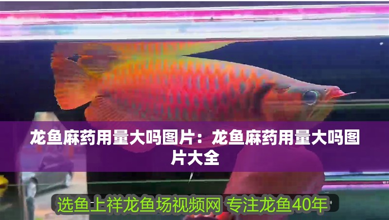 龍魚麻藥用量大嗎圖片：龍魚麻藥用量大嗎圖片大全 龍魚麻藥用量大嗎圖片：龍魚麻藥用量大嗎圖片大全 水族問答