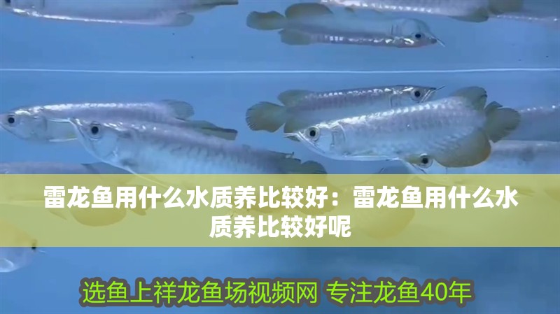 雷龍魚用什么水質養比較好：雷龍魚用什么水質養比較好呢