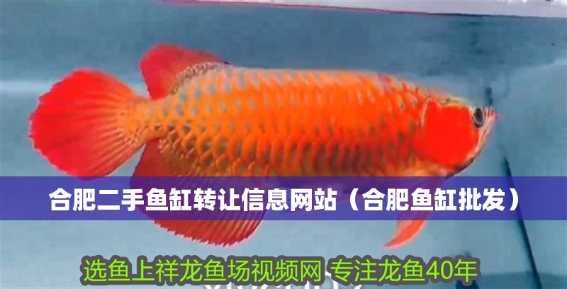 合肥二手魚缸轉讓信息網站（合肥魚缸批發）
