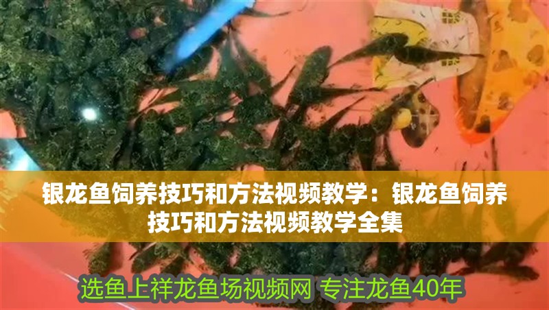 魚缸放水器怎么用(魚缸怎么用管子放水) 魚缸放水器怎么用(魚缸怎么用管子放水) 魟魚百科