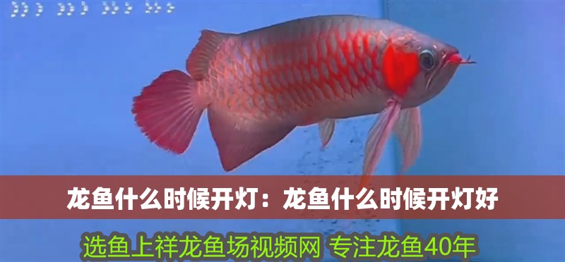 龍魚什么時候開燈：龍魚什么時候開燈好