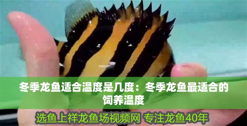 冬季龍魚適合溫度是幾度：冬季龍魚最適合的飼養溫度