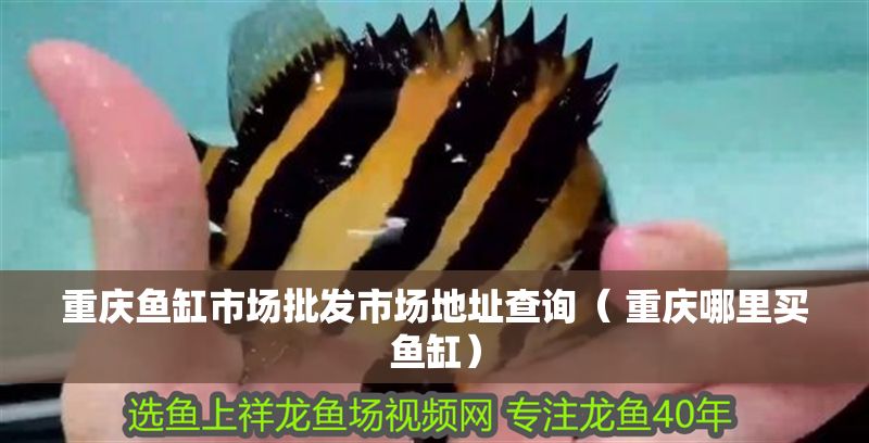 重慶魚缸市場批發市場地址查詢（ 重慶哪里買魚缸）