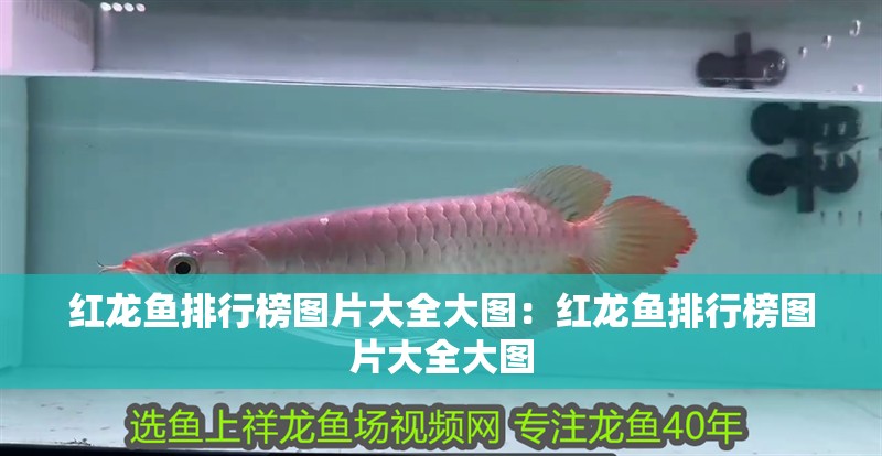 紅龍魚排行榜圖片大全大圖：紅龍魚排行榜圖片大全大圖 紅龍魚排行榜圖片大全大圖：紅龍魚排行榜圖片大全大圖 水族問答