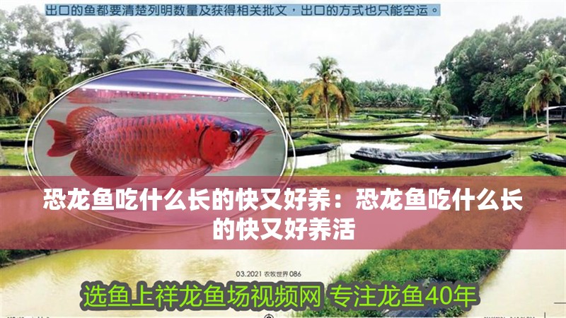 養虎魚需要注意什么細節：養虎魚需要注意什么細節，