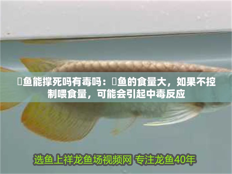 魟魚能撐死嗎有毒嗎：魟魚的食量大，如果不控制喂食量，可能會引起中毒反應 魟魚能撐死嗎有毒嗎：魟魚的食量大，如果不控制喂食量，可能會引起中毒反應 魟魚百科 第2張