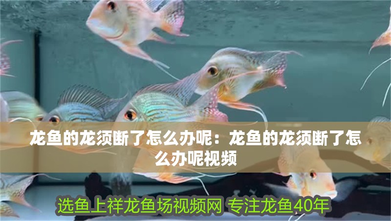 龍魚的龍須斷了怎么辦呢：龍魚的龍須斷了怎么辦呢視頻