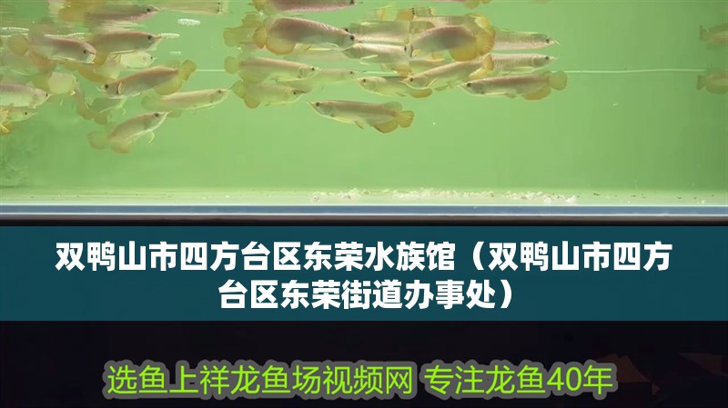 雙鴨山市四方臺(tái)區(qū)東榮水族館（雙鴨山市四方臺(tái)區(qū)東榮街道辦事處）