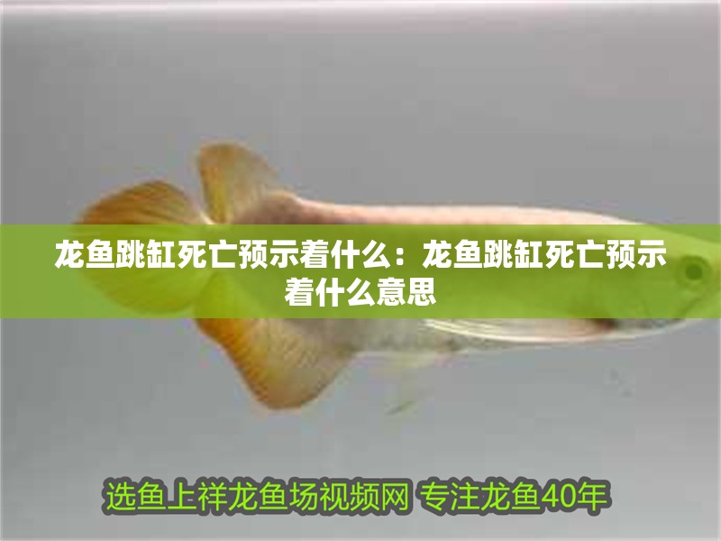龍魚跳缸死亡預示著什么：龍魚跳缸死亡預示著什么意思 龍魚跳缸死亡預示著什么：龍魚跳缸死亡預示著什么意思 水族問答