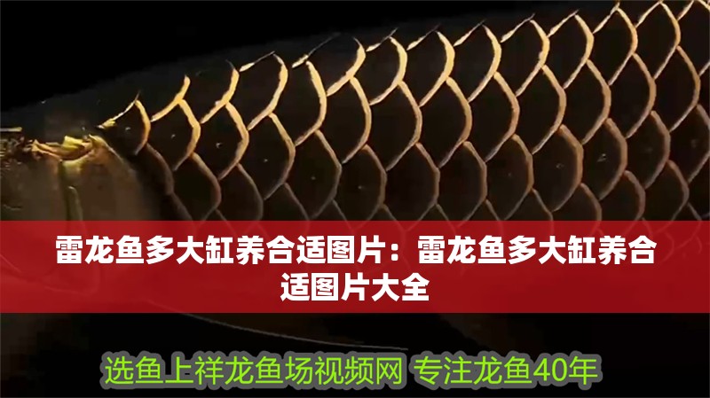 雷龍魚多大缸養(yǎng)合適圖片：雷龍魚多大缸養(yǎng)合適圖片大全