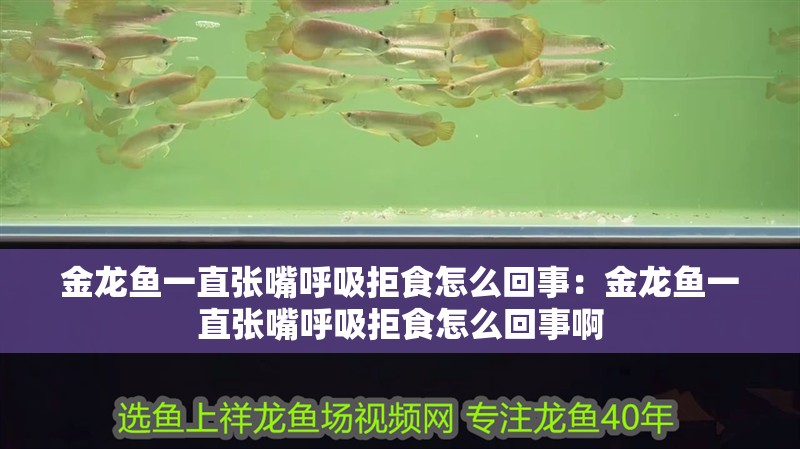 金龍魚一直張嘴呼吸拒食怎么回事：金龍魚一直張嘴呼吸拒食怎么回事啊 金龍魚一直張嘴呼吸拒食怎么回事：金龍魚一直張嘴呼吸拒食怎么回事啊 水族問答