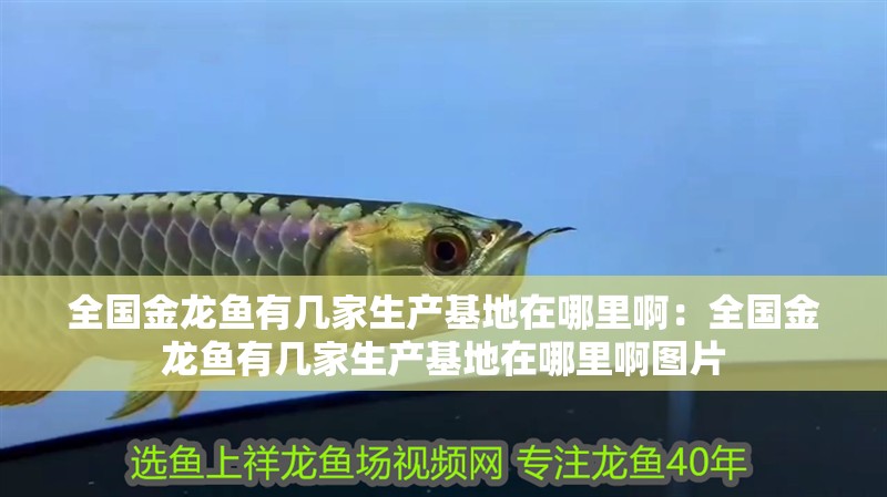 全國金龍魚有幾家生產基地在哪里啊：全國金龍魚有幾家生產基地在哪里啊圖片