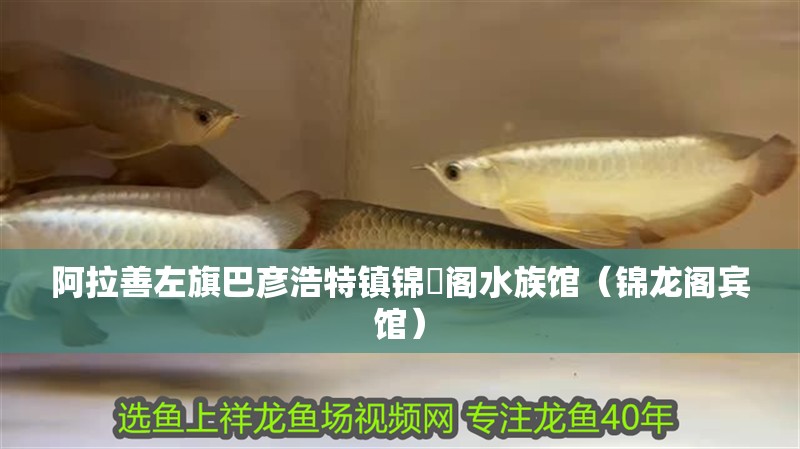 阿拉善左旗巴彥浩特鎮錦龍閣水族館（錦龍閣賓館）
