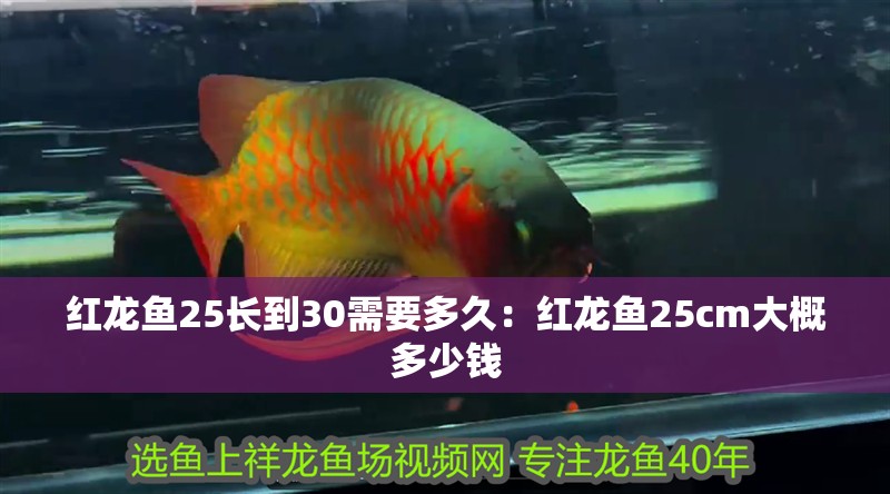 紅龍魚(yú)25長(zhǎng)到30需要多久：紅龍魚(yú)25cm大概多少錢(qián)