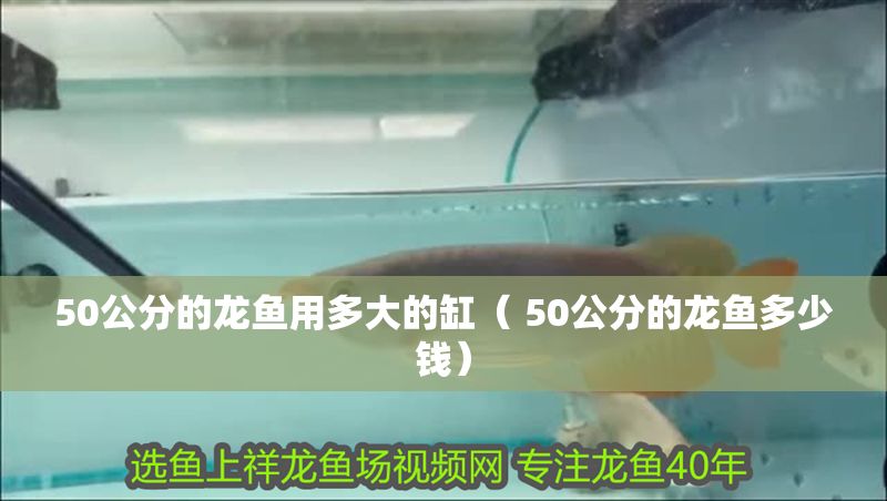 50公分的龍魚用多大的缸（ 50公分的龍魚多少錢） 50公分的龍魚用多大的缸（ 50公分的龍魚多少錢） 元寶鳳凰魚百科 第1張