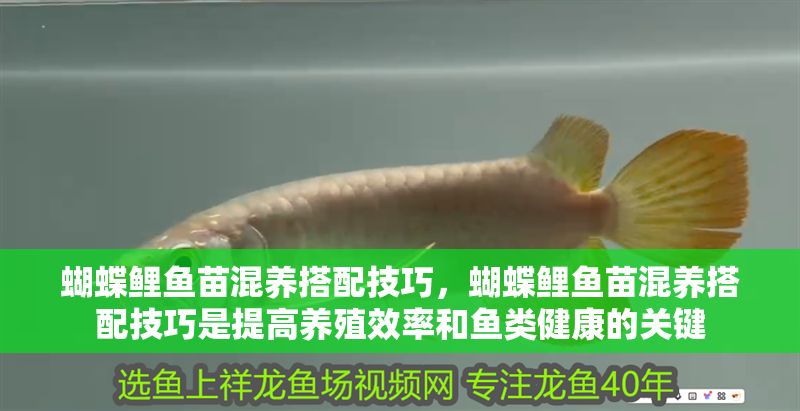 蝴蝶鯉魚苗混養(yǎng)搭配技巧，蝴蝶鯉魚苗混養(yǎng)搭配技巧是提高養(yǎng)殖效率和魚類健康的關(guān)鍵