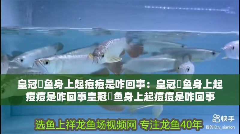 皇冠魟魚身上起痘痘是咋回事：皇冠魟魚身上起痘痘是咋回事皇冠魟魚身上起痘痘是咋回事