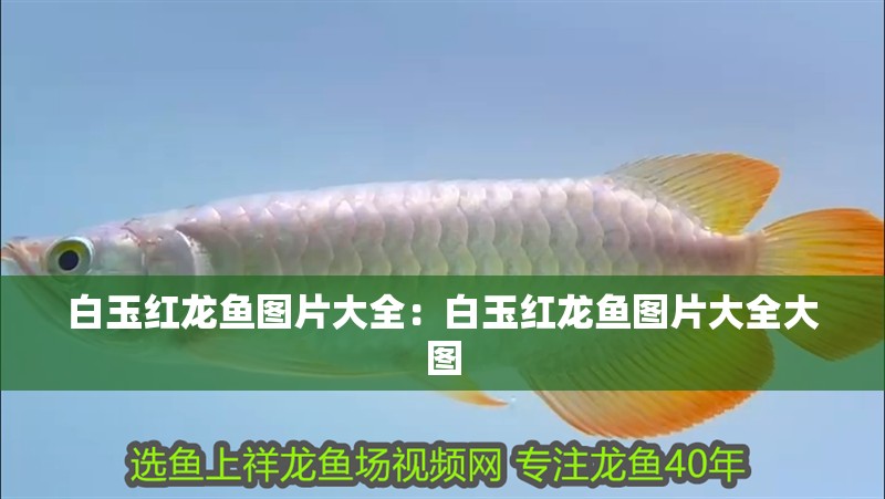白玉紅龍魚圖片大全：白玉紅龍魚圖片大全大圖