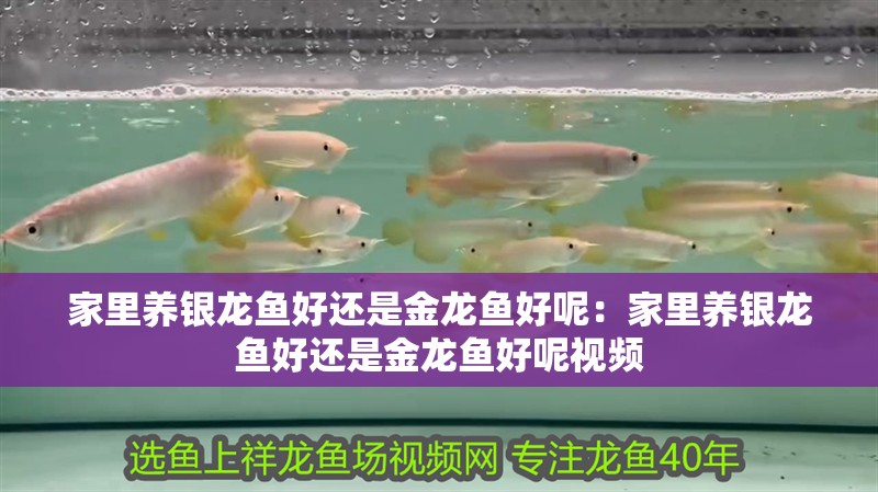 家里養銀龍魚好還是金龍魚好呢：家里養銀龍魚好還是金龍魚好呢視頻