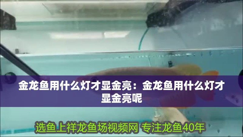 魚缸用增氧泵價格是多少:魚缸增氧機-xtrac增氧機-xtrac增氧機 金龍魚用什么燈才顯金亮:金龍魚用什么燈才顯金亮呢 水族問答 金龍魚用什么燈才顯金亮:金龍魚用什么燈才顯金亮呢 金龍魚用什么燈才顯金亮:金龍魚用什么燈才顯金亮呢 水族問答